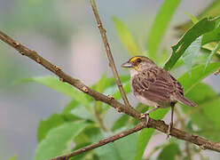 Yellow-browed Sparrow