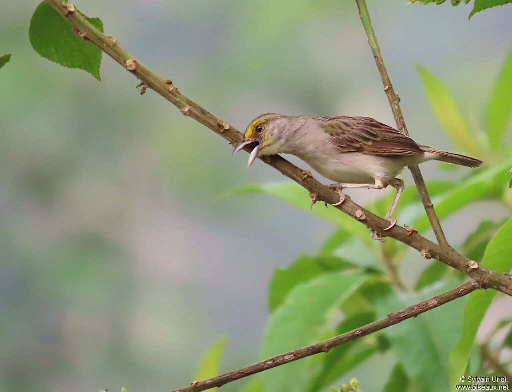 Yellow-browed Sparrowadult