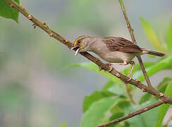 Yellow-browed Sparrow