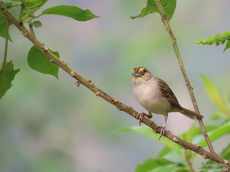 Yellow-browed Sparrowadult