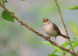 Yellow-browed Sparrow