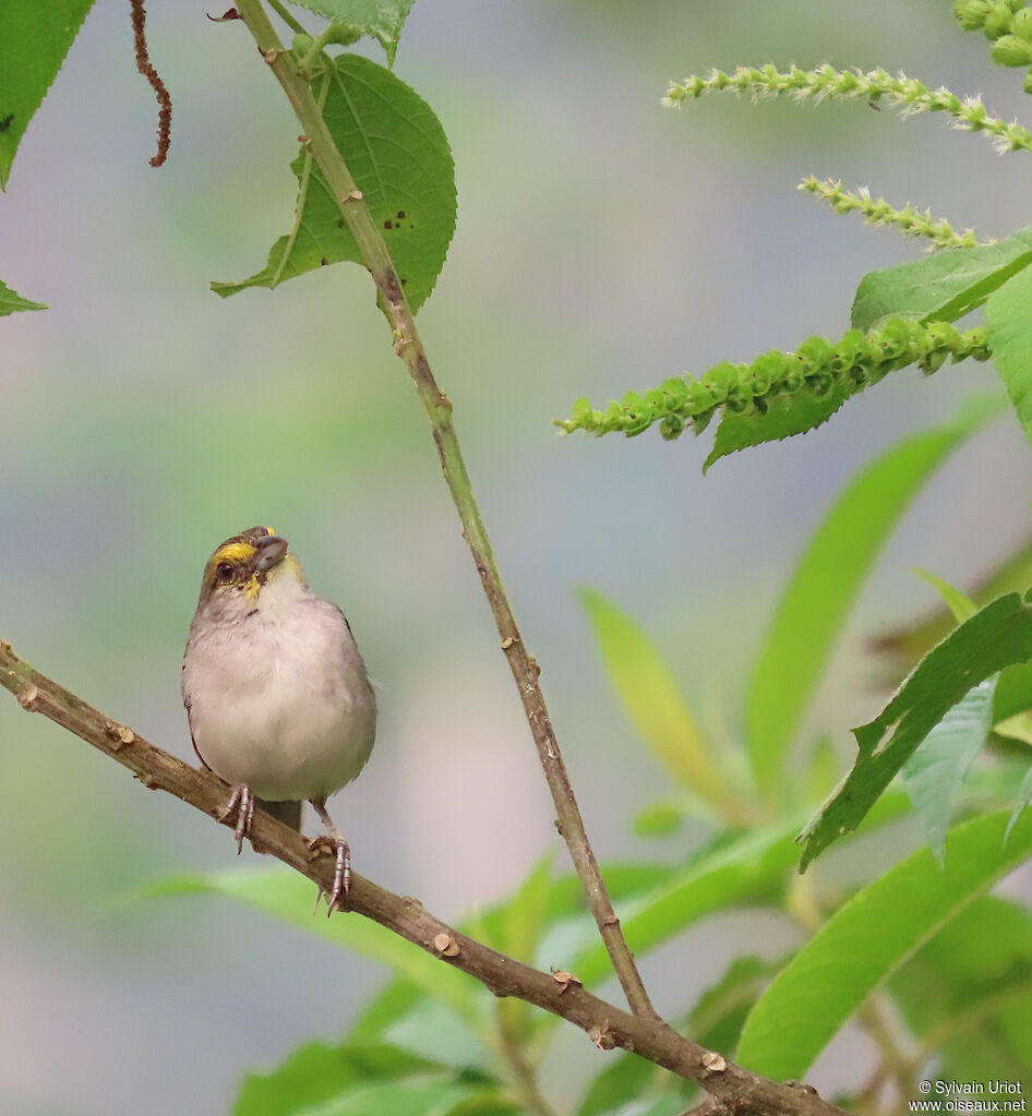 Yellow-browed Sparrowadult