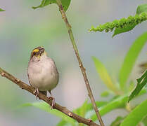 Yellow-browed Sparrow