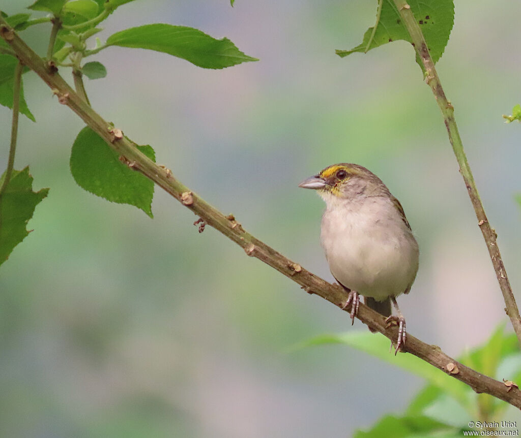 Yellow-browed Sparrow