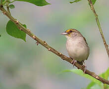 Yellow-browed Sparrow