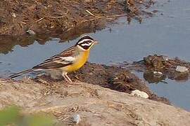 Golden-breasted Bunting