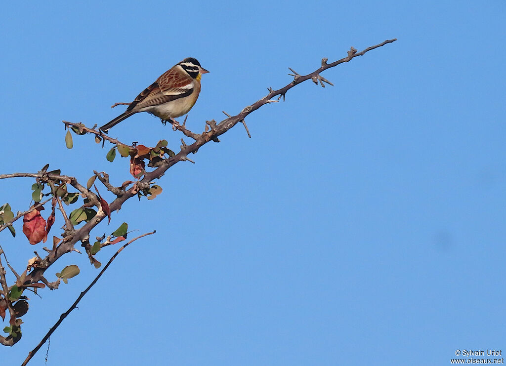 Golden-breasted Bunting male adult