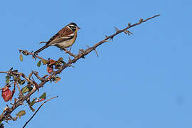 Golden-breasted Bunting