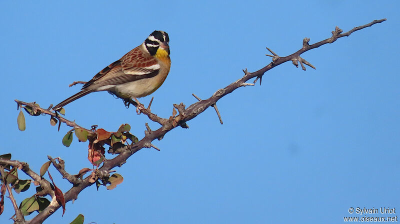 Golden-breasted Bunting male adult post breeding