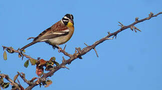 Golden-breasted Bunting