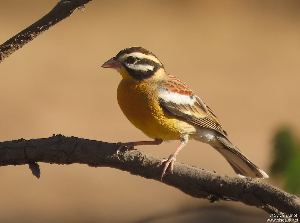 Golden-breasted Bunting female adult breeding