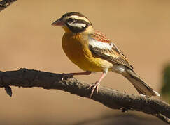 Golden-breasted Bunting