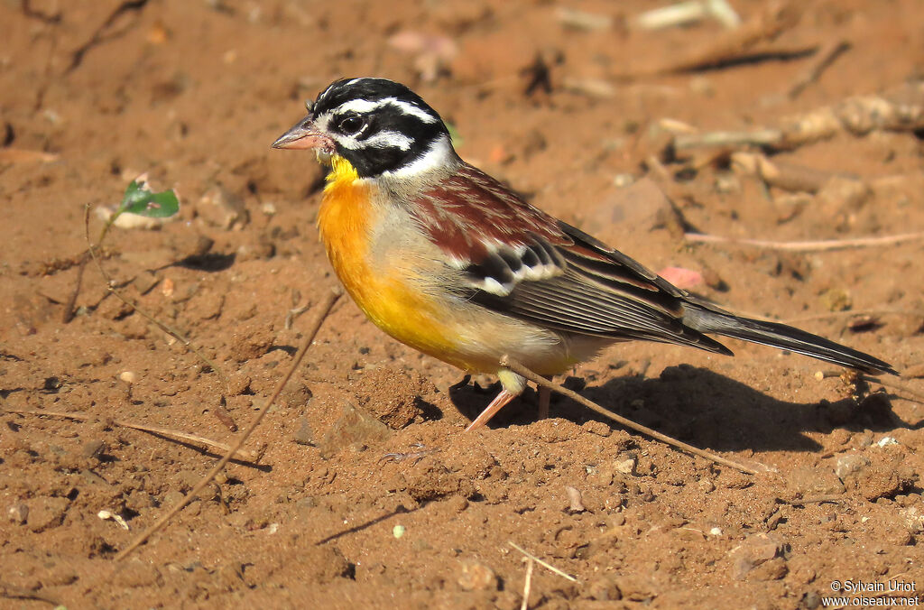 Bruant à poitrine dorée mâle adulte