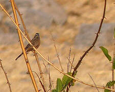 Cinnamon-breasted Bunting