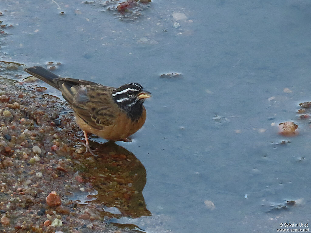 Cinnamon-breasted Buntingadult