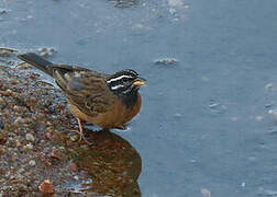 Cinnamon-breasted Bunting