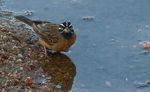 Cinnamon-breasted Bunting