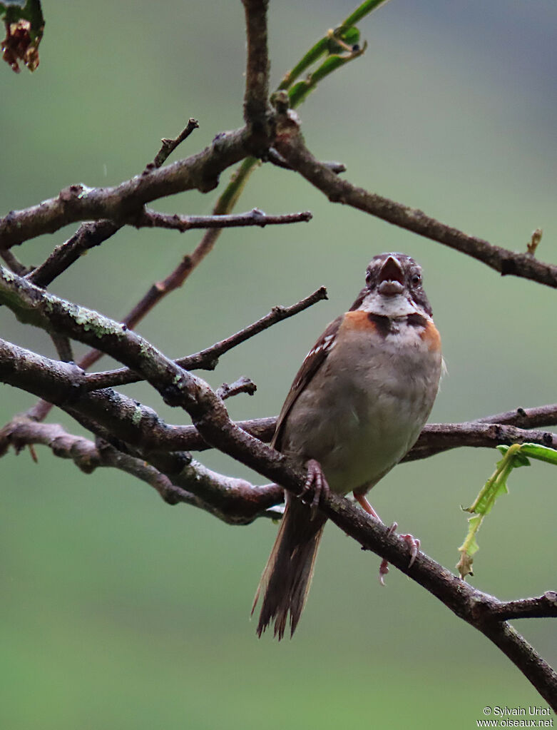 Rufous-collared Sparrowadult