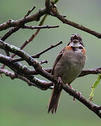 Rufous-collared Sparrow