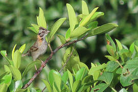 Rufous-collared Sparrow