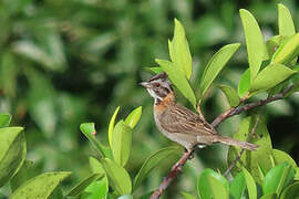 Rufous-collared Sparrow