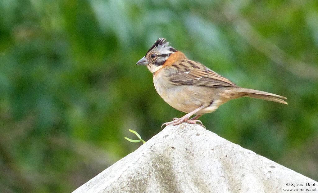 Rufous-collared Sparrowadult