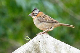 Rufous-collared Sparrow