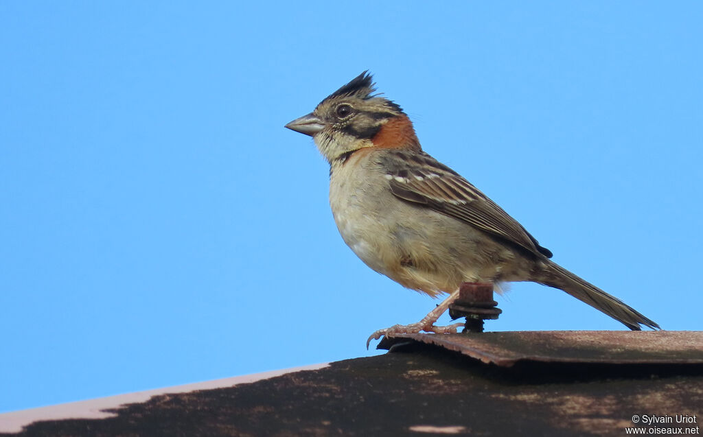 Rufous-collared Sparrowadult