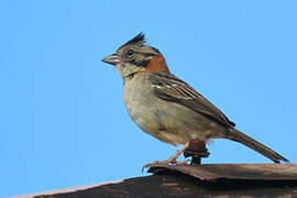 Rufous-collared Sparrow