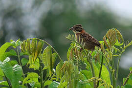 Rufous-collared Sparrow