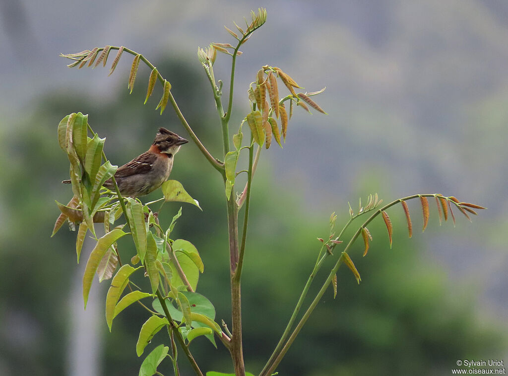 Rufous-collared Sparrowadult