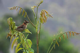 Rufous-collared Sparrow