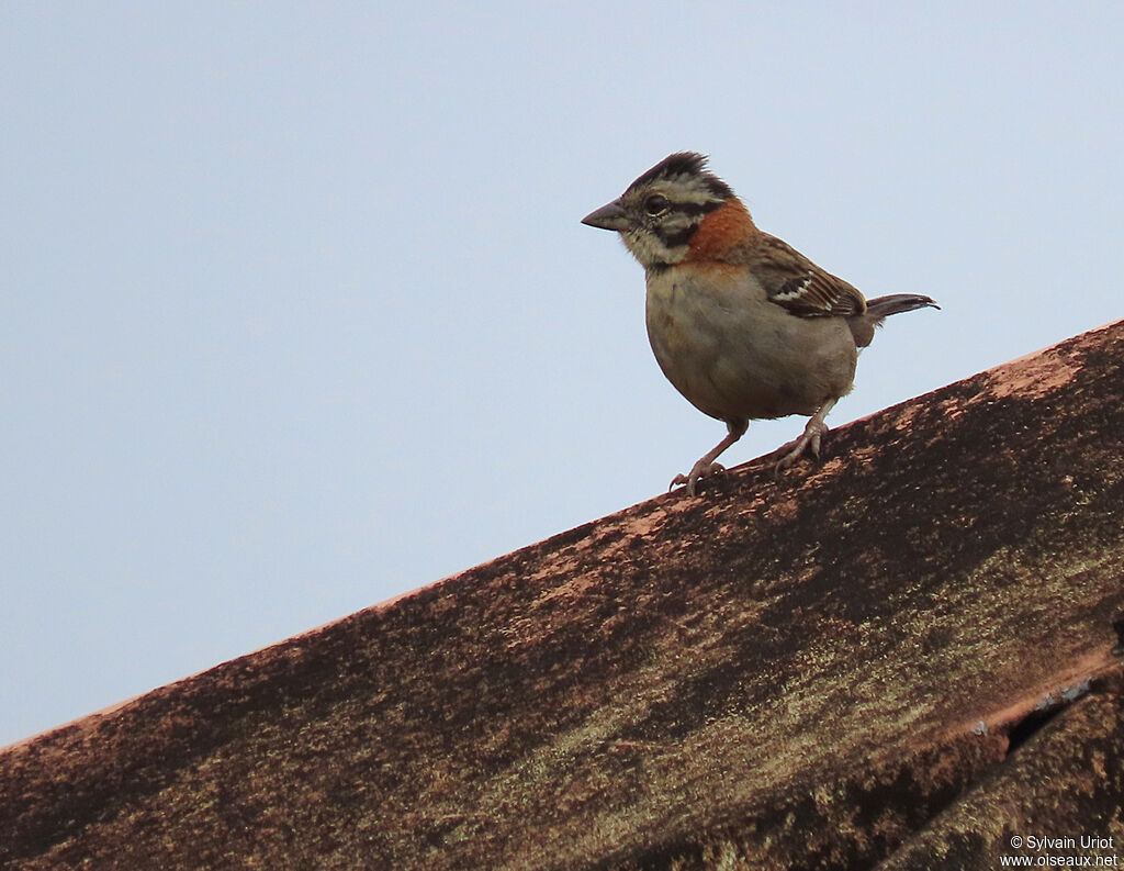 Rufous-collared Sparrowadult