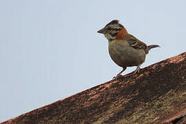 Rufous-collared Sparrow