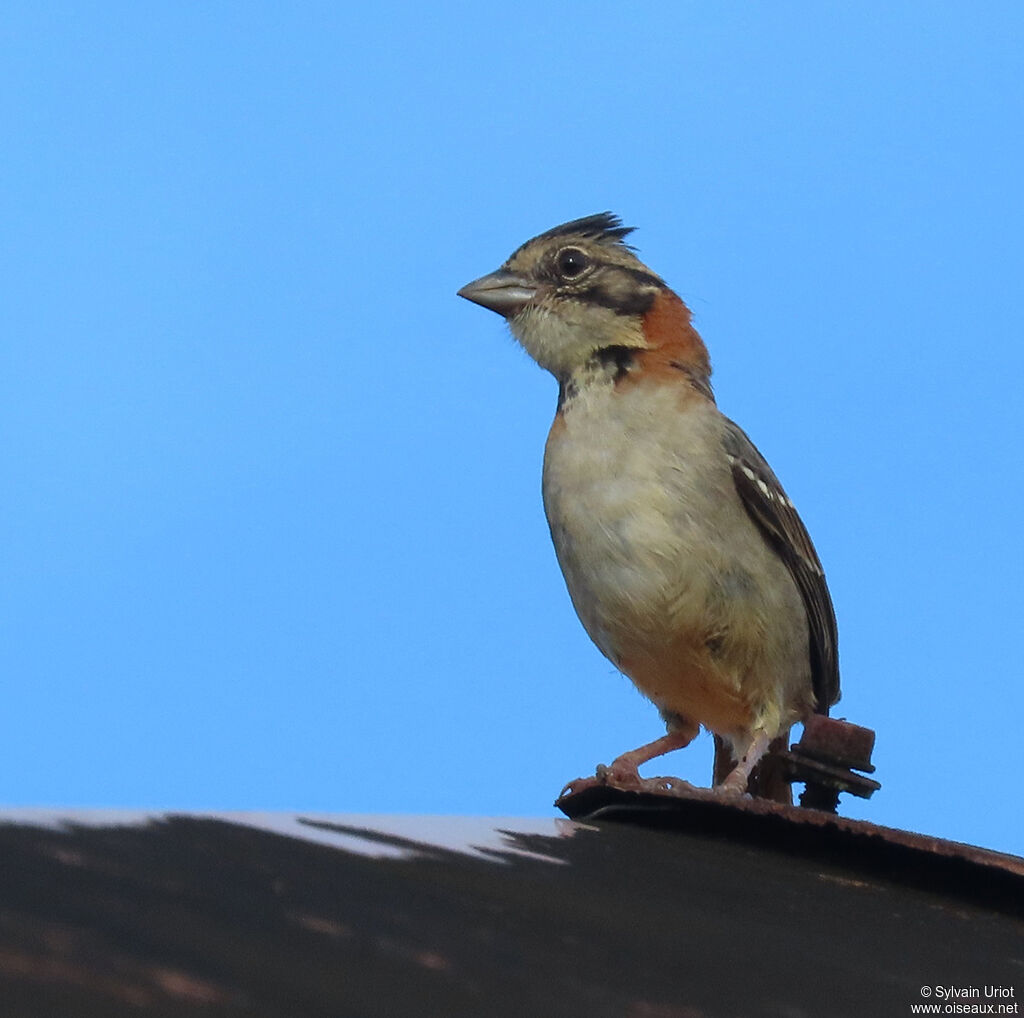 Rufous-collared Sparrowadult