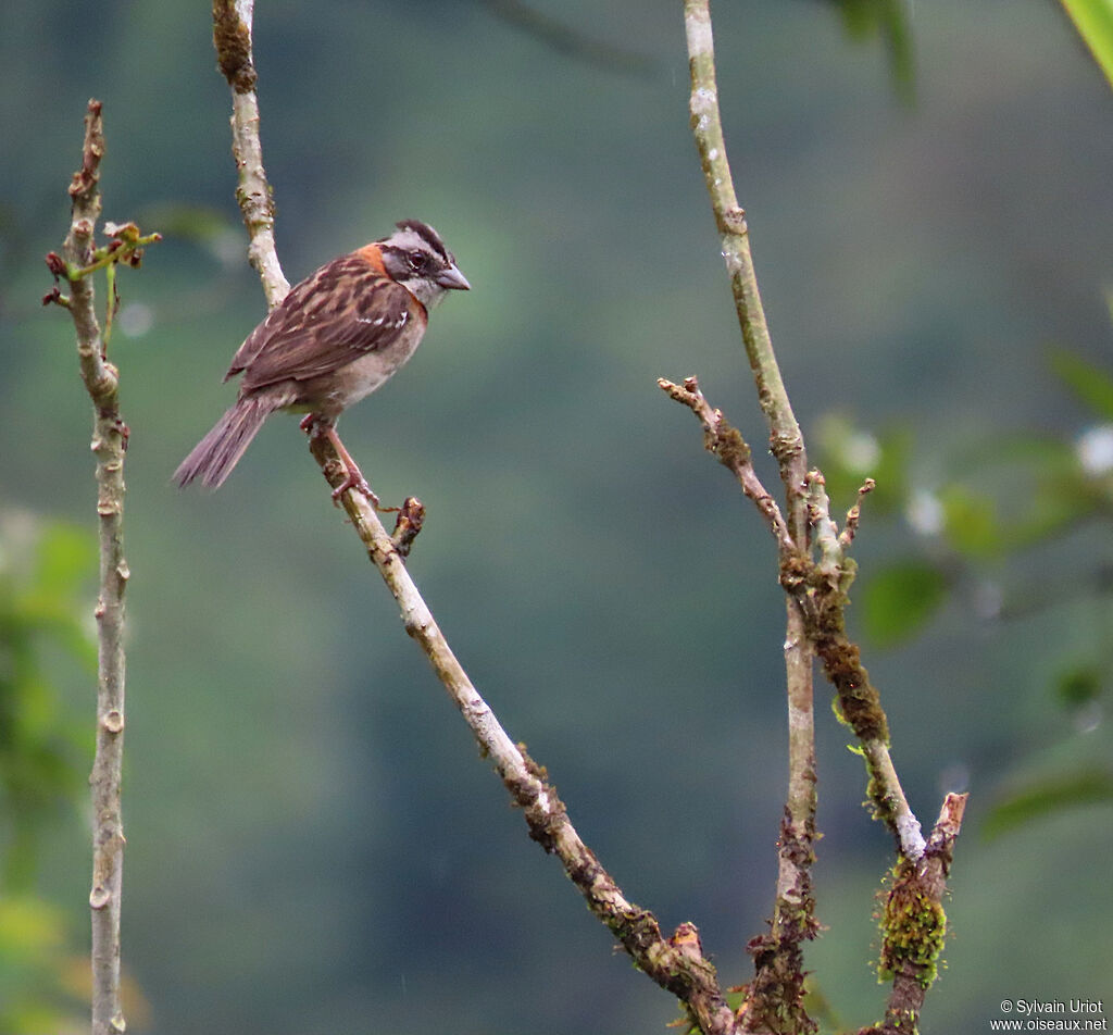 Rufous-collared Sparrowadult