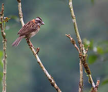 Rufous-collared Sparrow