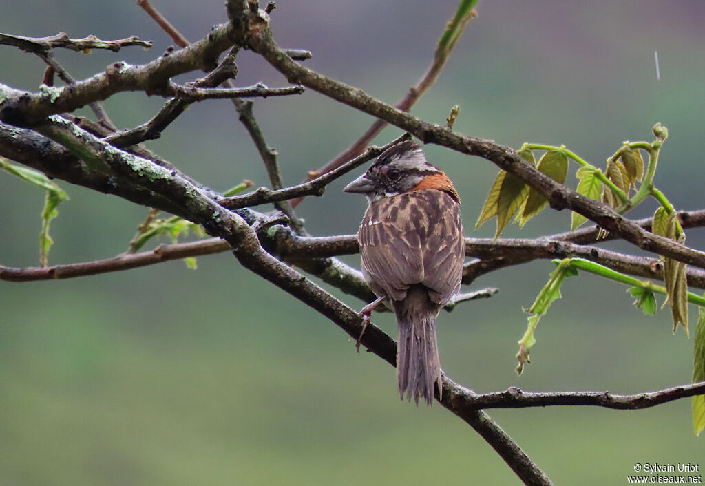 Rufous-collared Sparrowadult