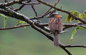 Rufous-collared Sparrow