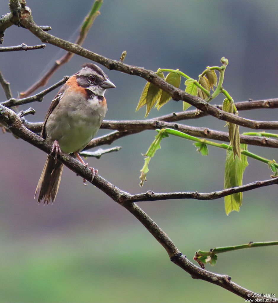 Rufous-collared Sparrowadult