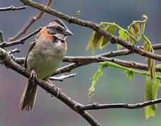 Rufous-collared Sparrow