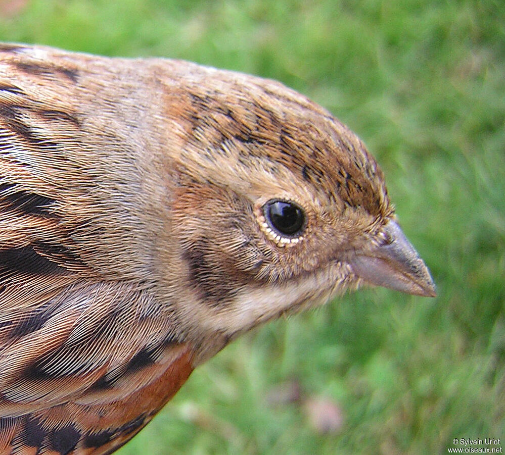 Common Reed Bunting female adult