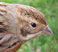 Common Reed Bunting