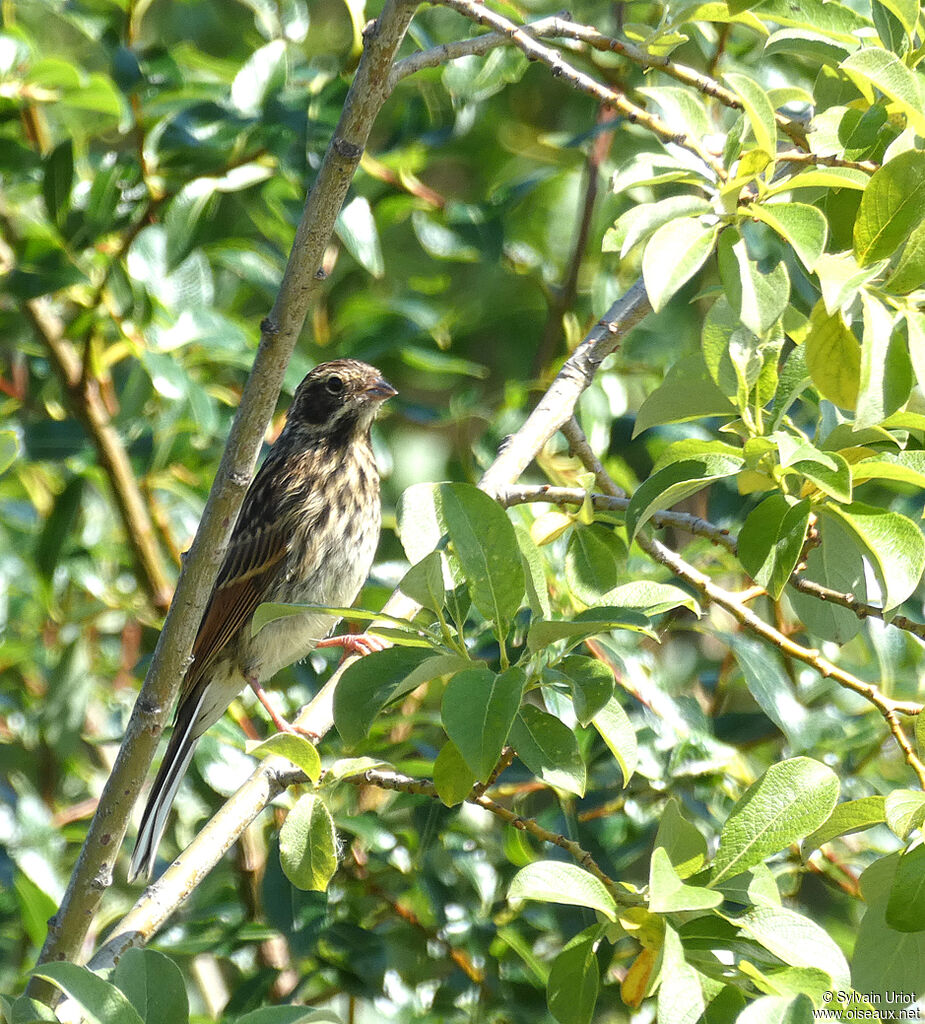 Common Reed Buntingimmature