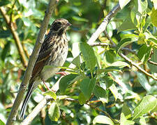 Common Reed Bunting