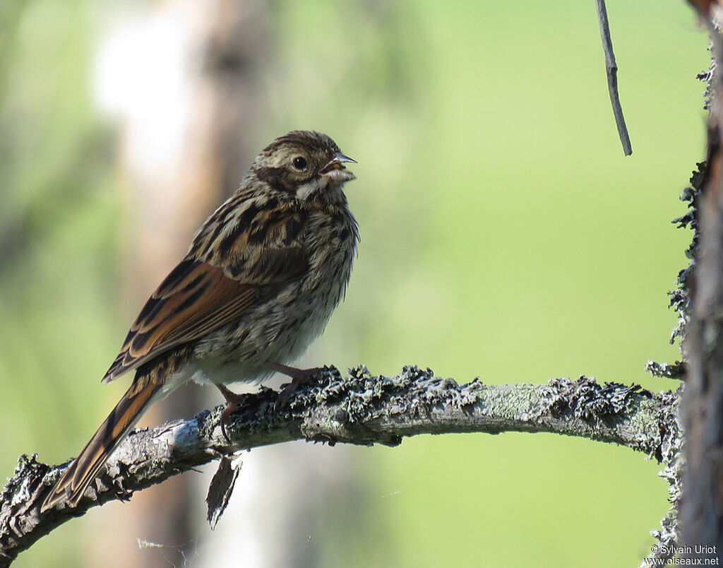 Common Reed Buntingimmature