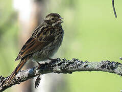 Common Reed Bunting