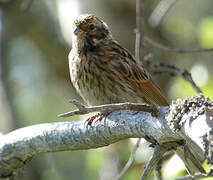 Common Reed Bunting