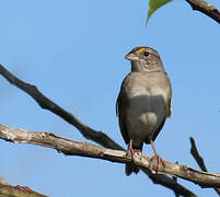 Bruant des savanes