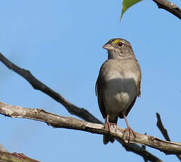 Bruant des savanes